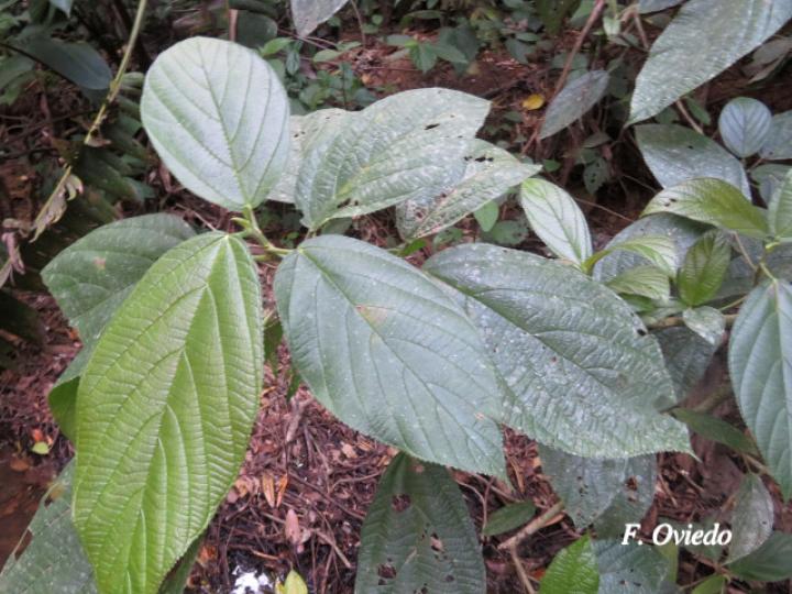 Myriocarpa longipes (Lija, guarumo macho)