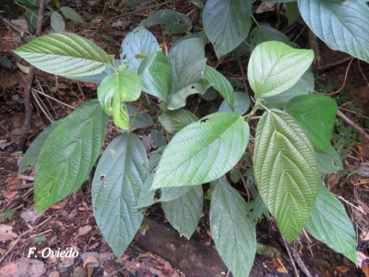 Myriocarpa longipes (Lija, guarumo macho)