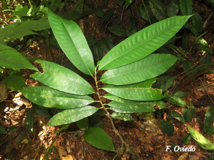 Naucleopsis naga (Amargo)