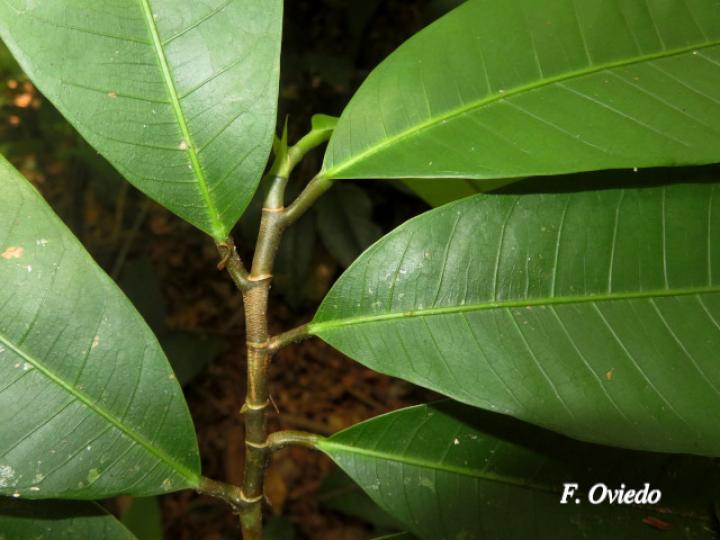 Naucleopsis naga (Amargo)