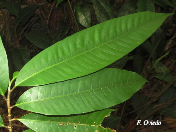 Naucleopsis naga (Amargo)