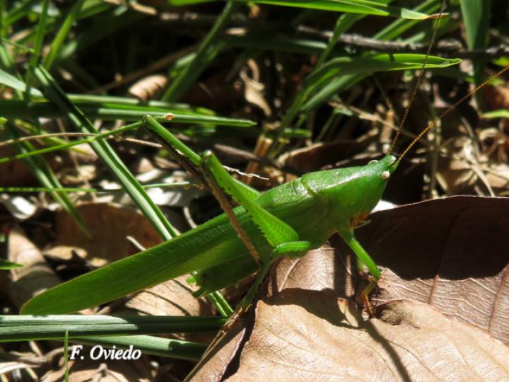 Neoconocephalus triops