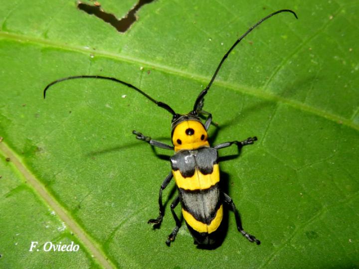 Oedudes bifasciatus