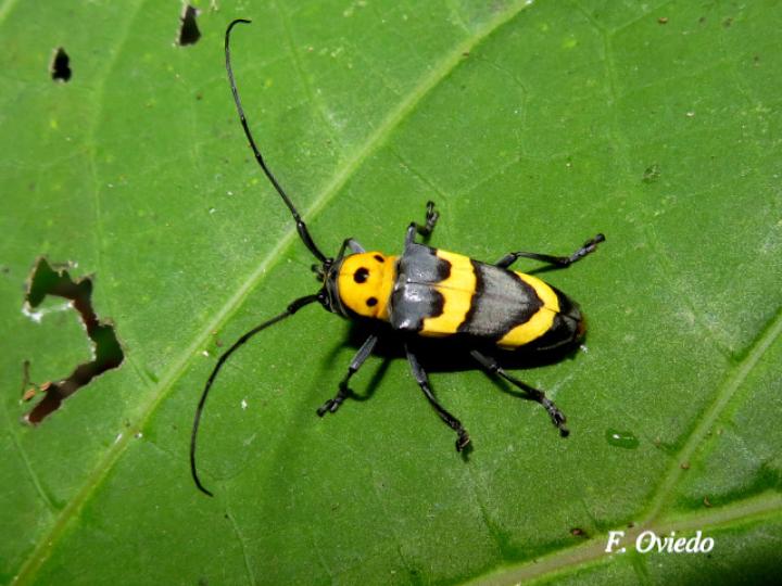 Oedudes bifasciatus