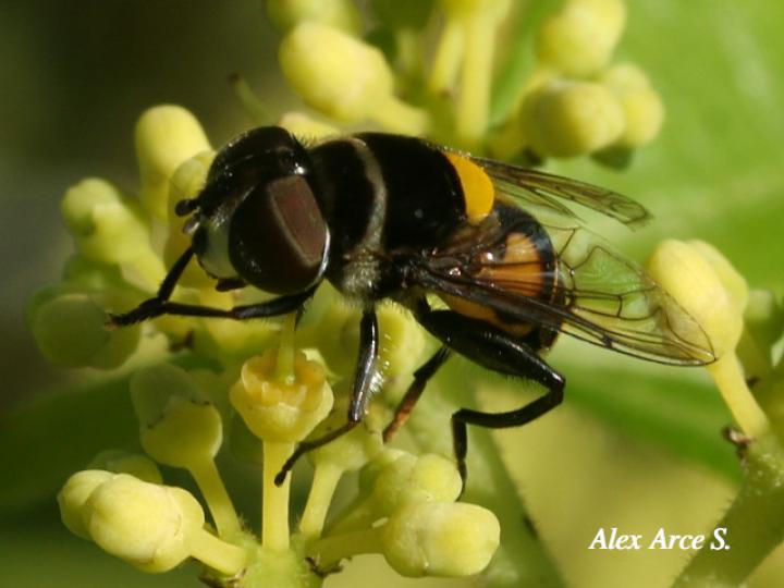 Palpada fasciata