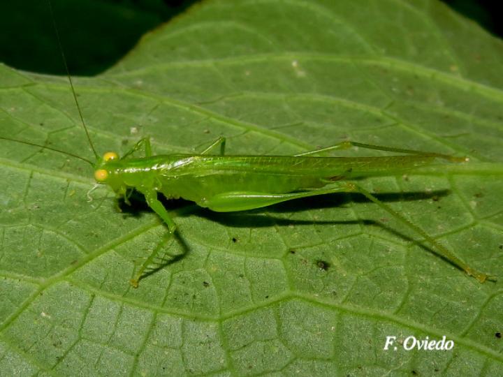 Phlugis sp Individuo3