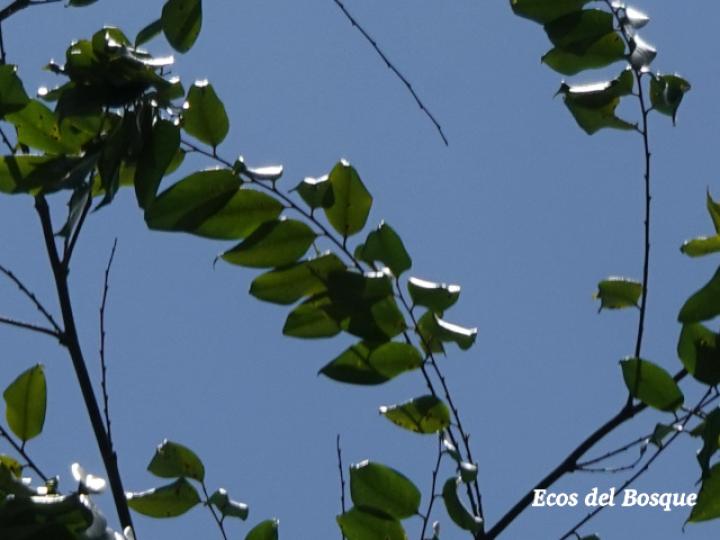 Phyllanthus skutchii