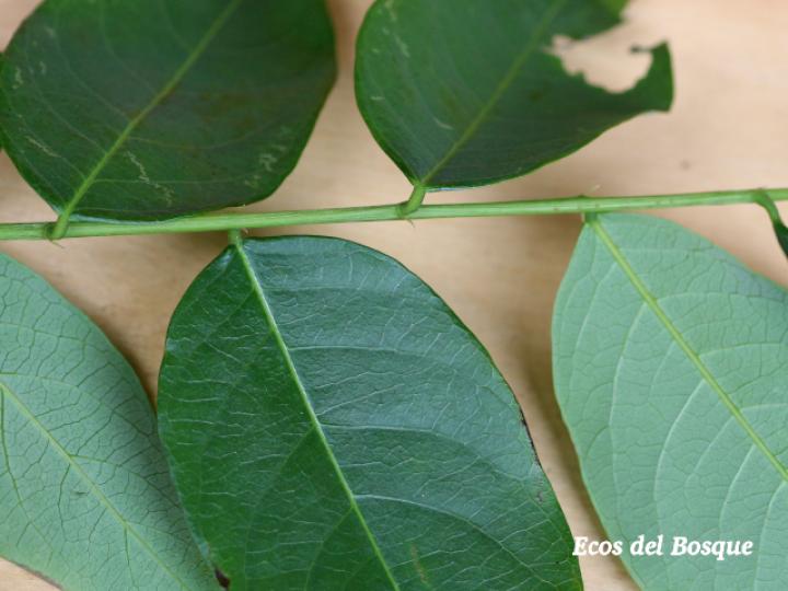 Phyllanthus skutchii