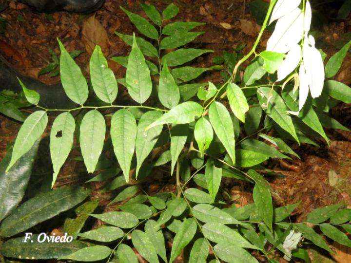 Phyllanthus skutchii