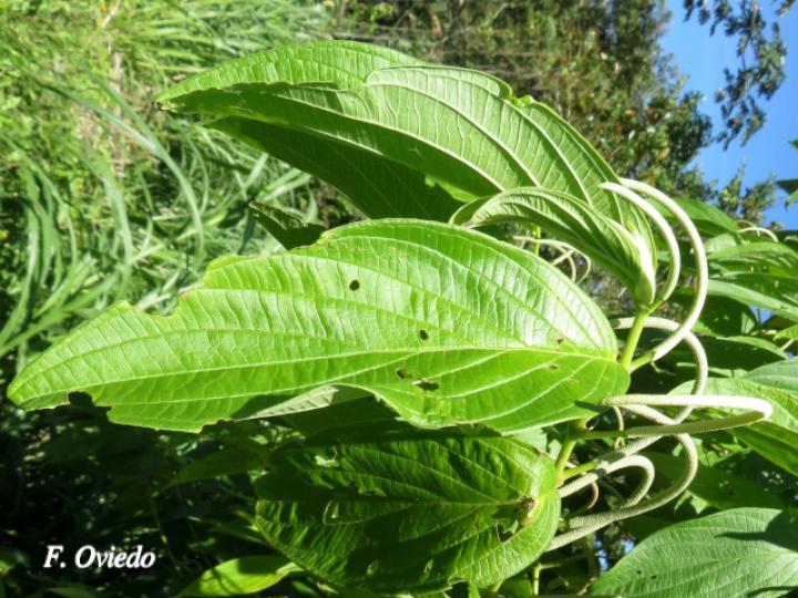 Piper aduncum (Cordoncillo)
