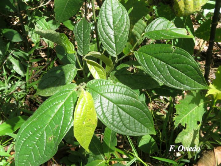 Piper bisasperatum