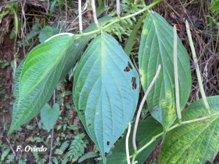 Piper chrysostachyum