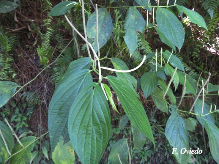 Piper chrysostachyum