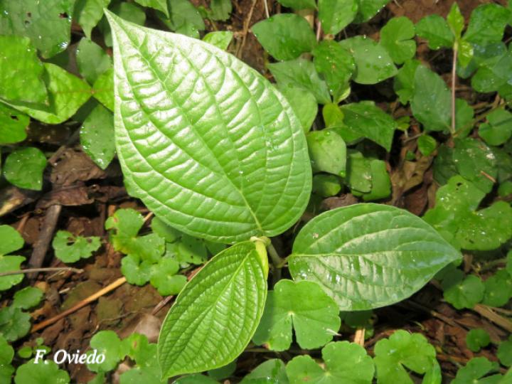 Piper chrysostachyum