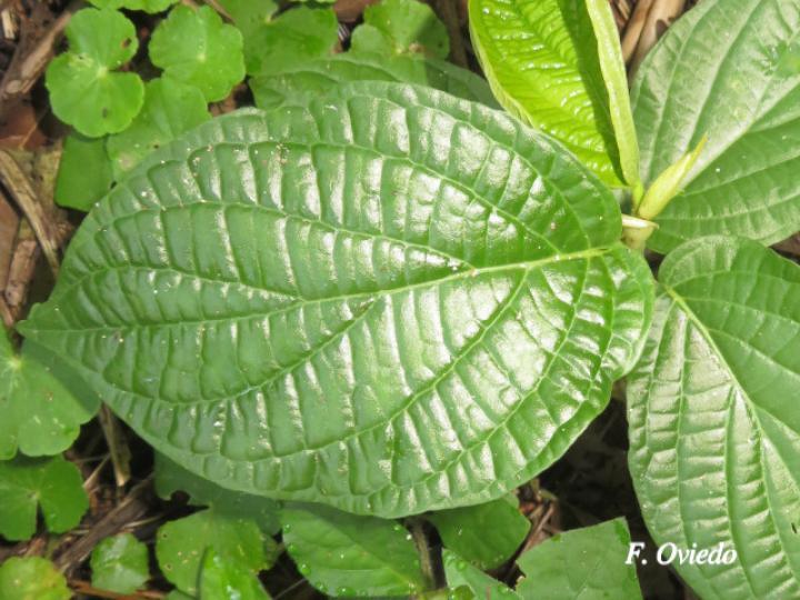 Piper chrysostachyum