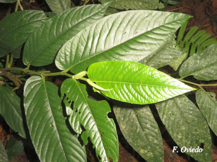 Piper pseudobumbratum