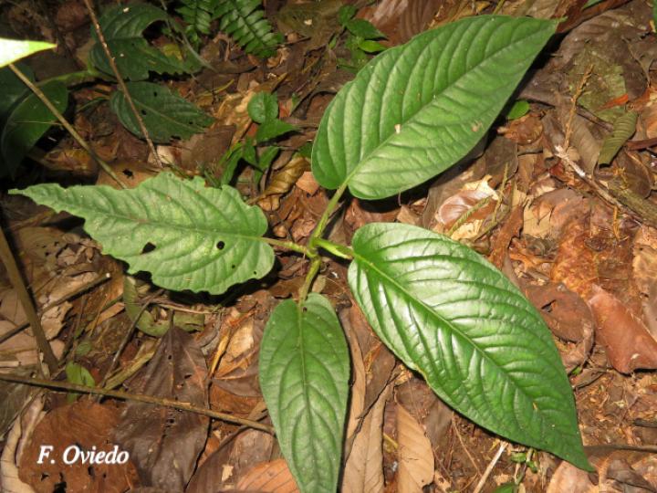 Piper pseudobumbratum