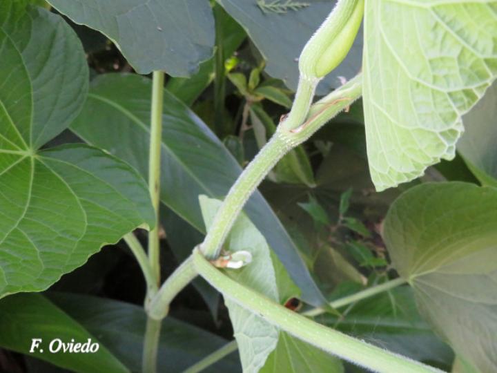 Piper umbellatum (Cigarrillo, Hoja de estrella)