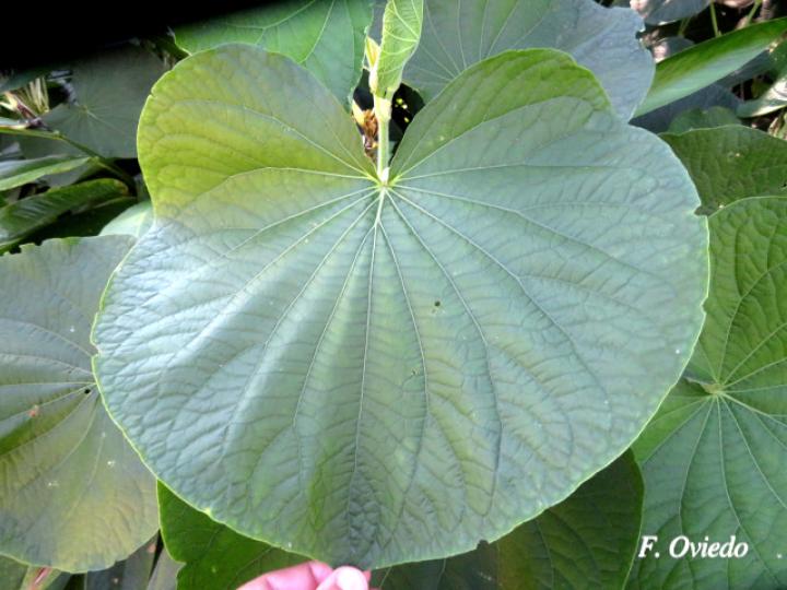 Piper umbellatum (Cigarrillo, Hoja de estrella)