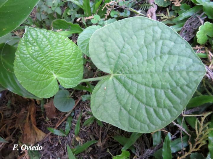 Piper umbellatum (Cigarrillo, Hoja de estrella)