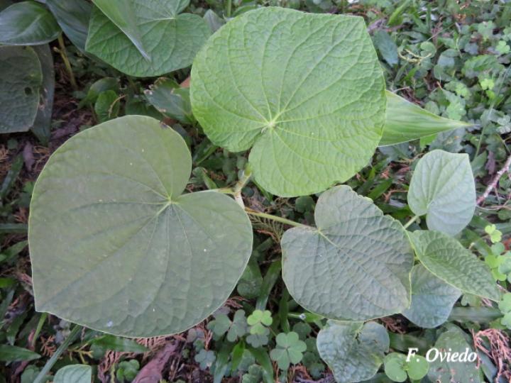 Piper umbellatum (Cigarrillo, Hoja de estrella)