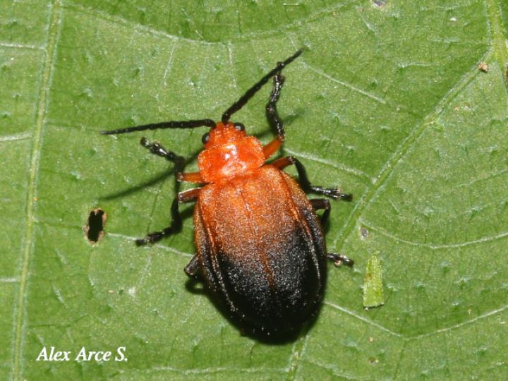 Platycesta depressa