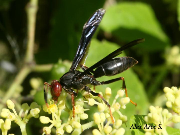 Polistes erythrocephalus (Avispa de papel cabeza roja)