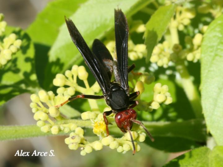 Polistes erythrocephalus (Avispa de papel cabeza roja)