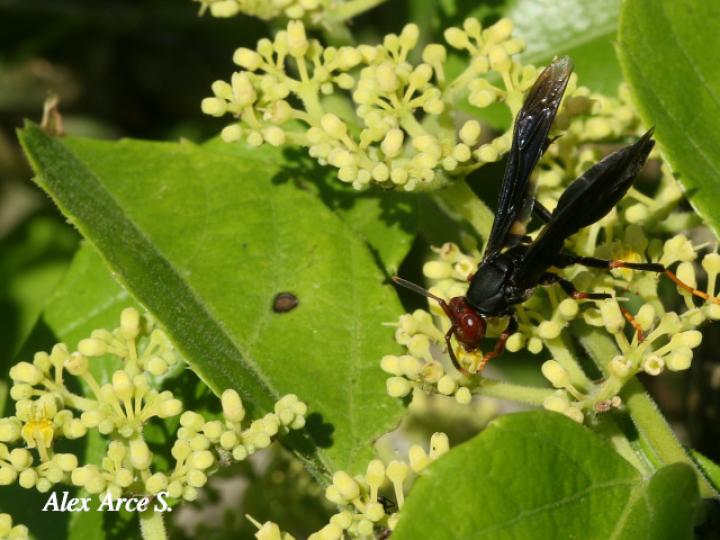 Polistes erythrocephalus (Avispa de papel cabeza roja)