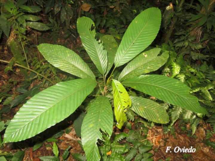 Pourouma minor (Lija, chumico)