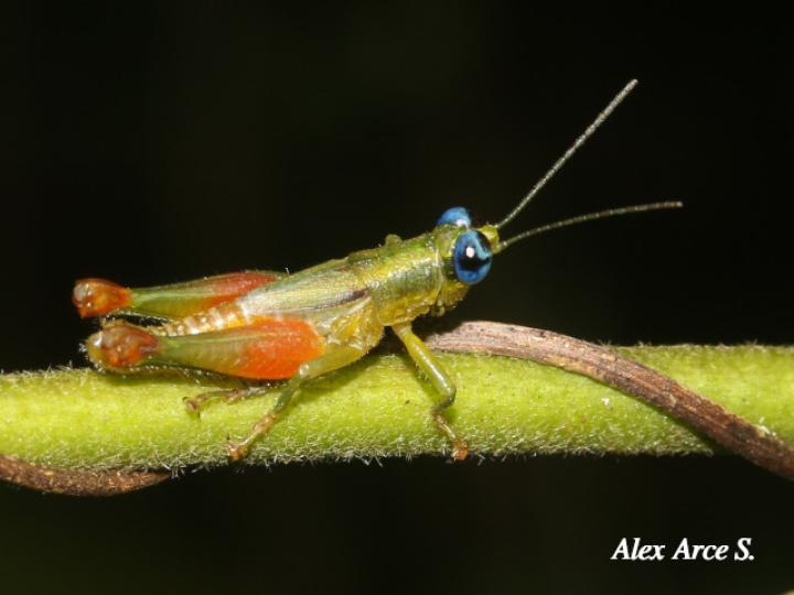 Pseudanniceris nigrinervis