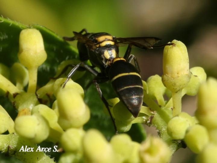 Pseudopolybia compressa