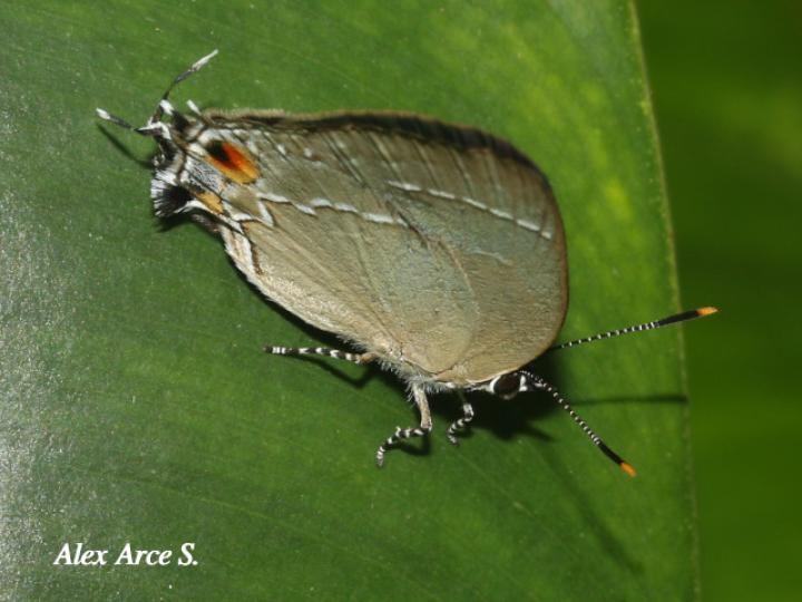 Rekoa marius (Mariposa sedosa marius)