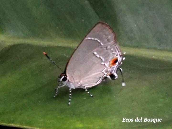 Rekoa marius (Mariposa sedosa marius)