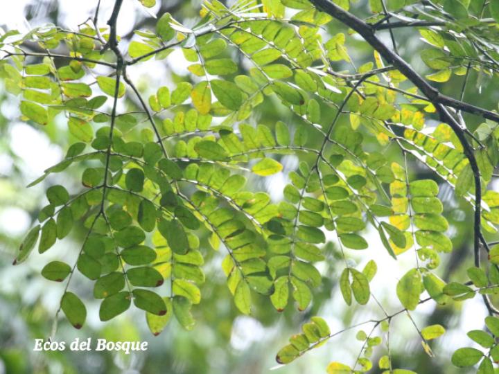 Samanea saman (Cenízaro)