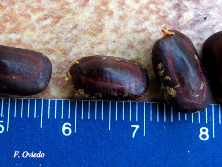 Samanea saman (Cenízaro)