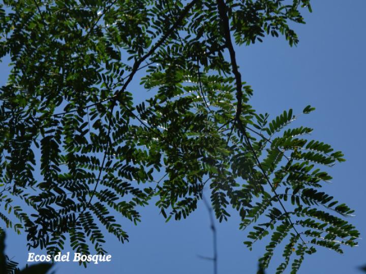 Schizolobium parahyba (Gallinazo, Gavilán, Zorra)