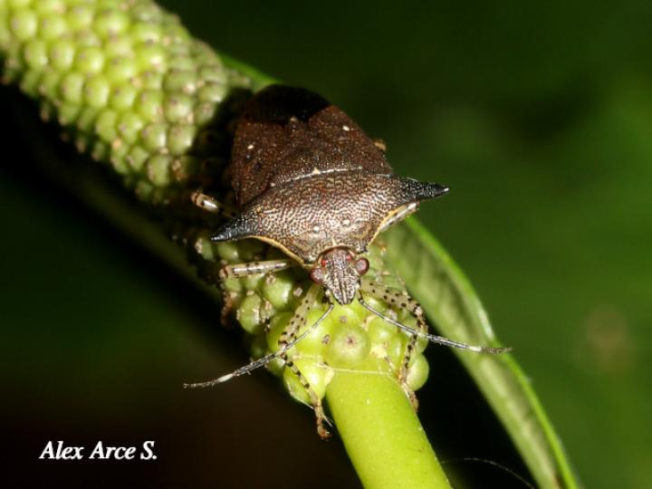 Sibaria armata