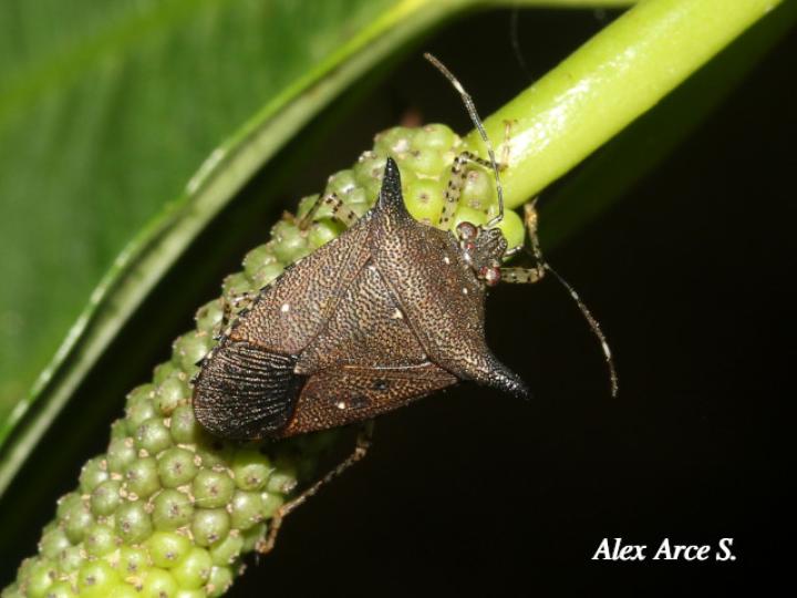 Sibaria armata