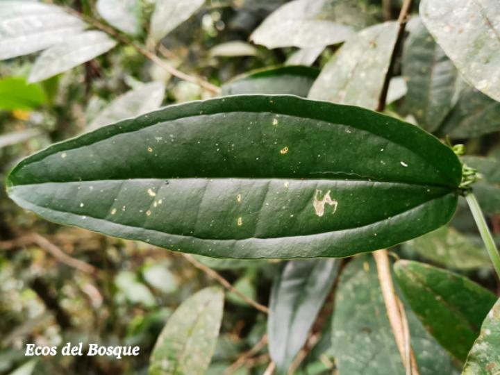 Smilax officinalis (Zarzaparrilla)