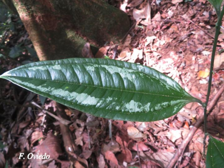 Smilax officinalis (Zarzaparrilla)