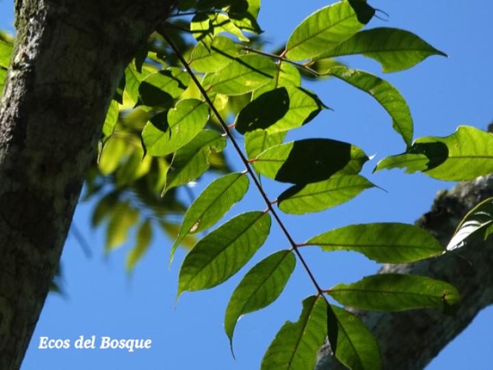 Spondias mombin (Jobo)