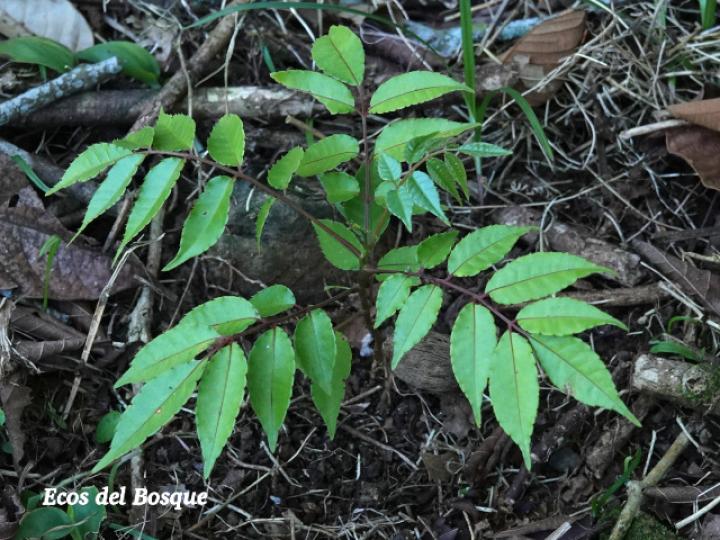 Spondias mombin (Jobo)