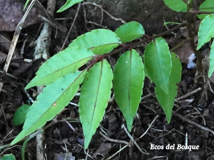 Spondias mombin (Jobo)