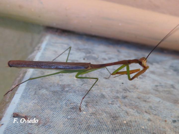 Stagmomantis venusta (Mantis religiosa)