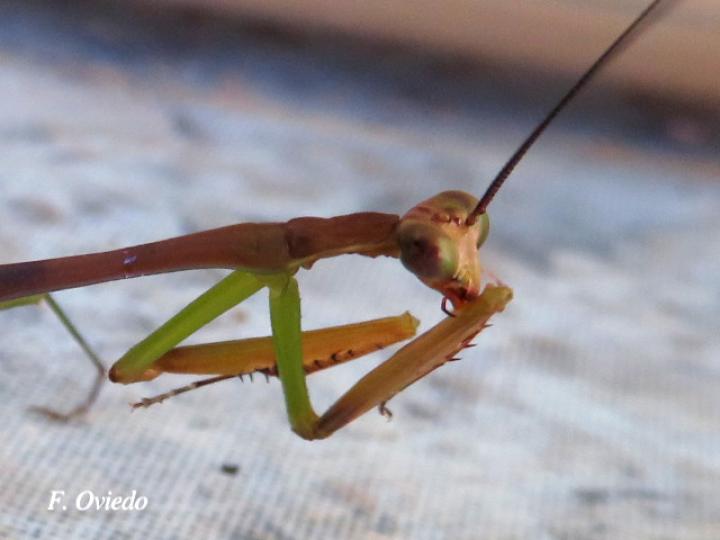 Stagmomantis venusta (Mantis religiosa)