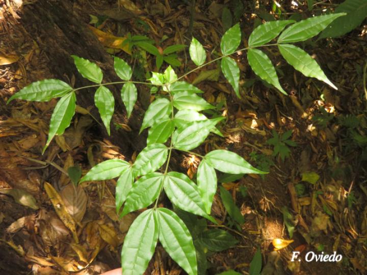 Strychnos panamensis (Huevos de toro)