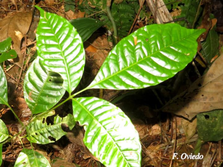 Tapirira  guianensis (Cedro dulce, Cedro jaúl, Cirrí blanco, Manteco)