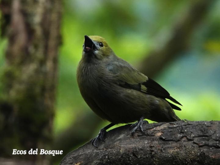 Thraupis palmarum (Tangara palmera)