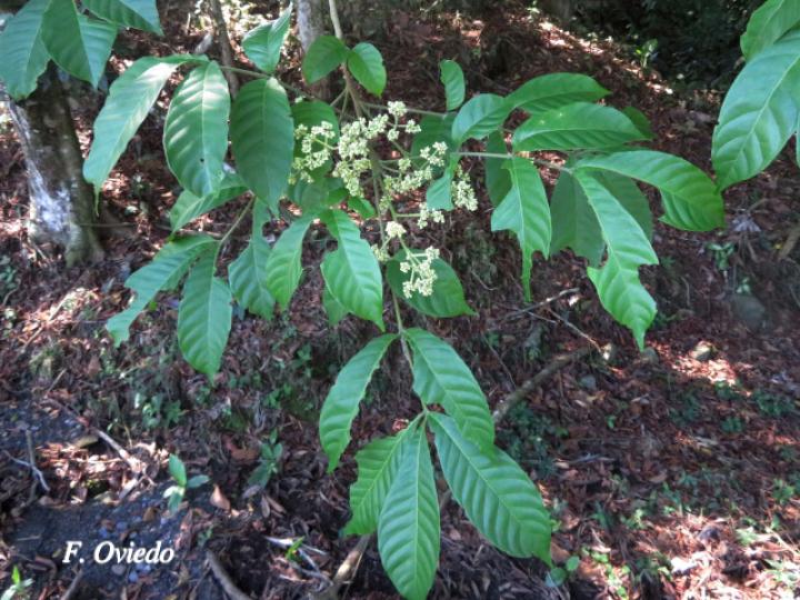 Trichilia martiana (Manteco)